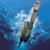 Τεχνική Κολύμβησης : Το πιο συνηθισμένο λάθος!